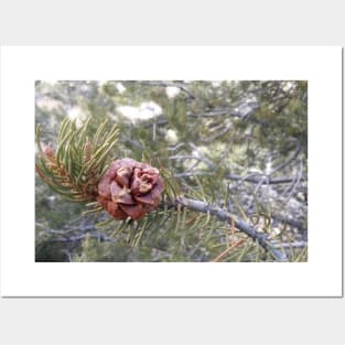 Pine Cone Posters and Art